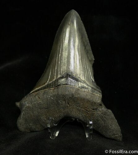 Megalodon Tooth - Sharp tip and Serrations #938